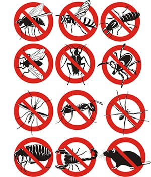 obtener un precio de una empresa de exterminio que puede fumigar las abejas de su propiedad residente o comercial en Oklahoma y ayudarle a prevenir futuras infestaciones